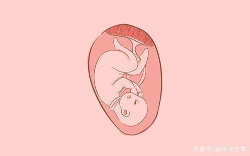 胎儿长到这个孕周,胎位基本就固定了 左枕前 的孕妈恭喜了